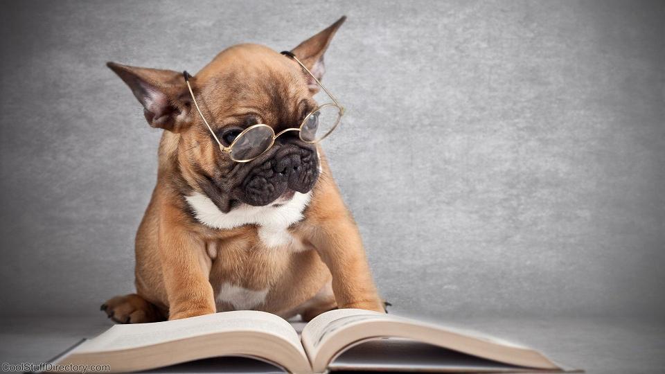 Dog+Reading+book