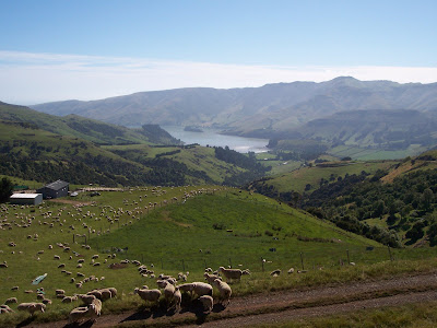 Sheep farm near Port Levy, New Zealand