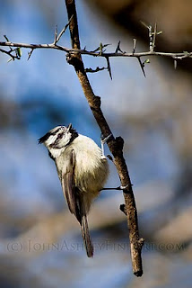 Bridled Titmouse foraging in thorny tangle (c) John Ashley