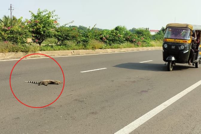  हैद्राबाद रोडवरील झालेल्या अपघातात दोन मुक्या प्राण्यांचा निष्पाप  बळी...
