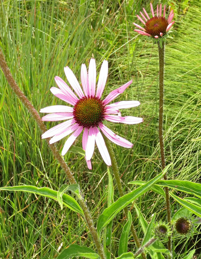 Echinacea tennesseensis