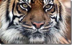 BengalTigerConfident