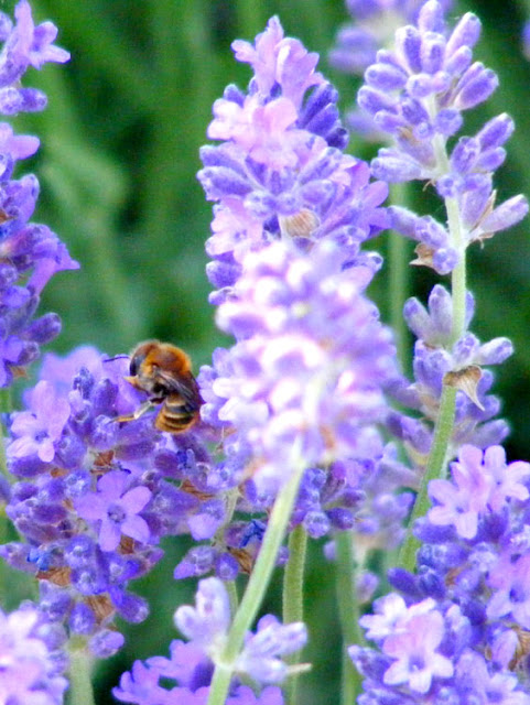 Mediterranean Wood-boring Bee Lithurgus chrysurus on lavender.  Indre et Loire, France. Photographed by Susan Walter. Tour the Loire Valley with a classic car and a private guide.