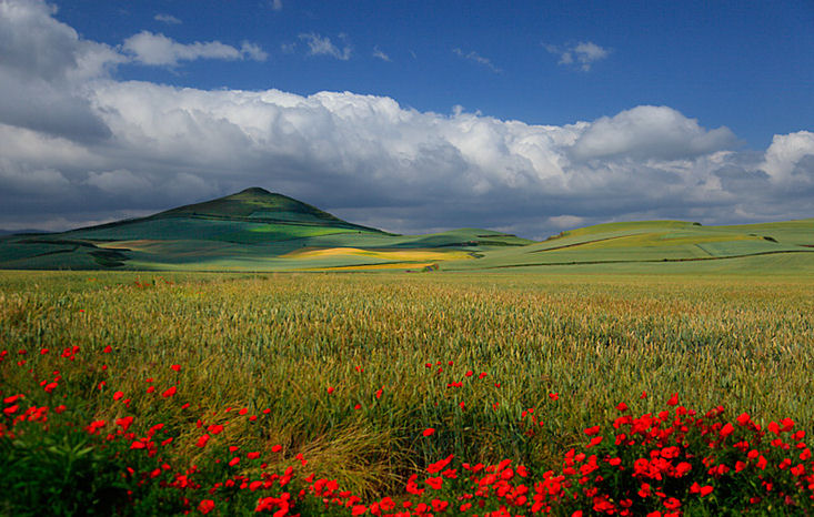 ¡Ya es primavera!Los famosos campos de tulipanes de  - Imagenes De Campos De Flores Gratis