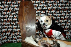 really funny vampire dogs in coffin just like dracula photo