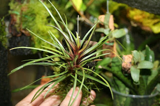 tillandsia cyanea