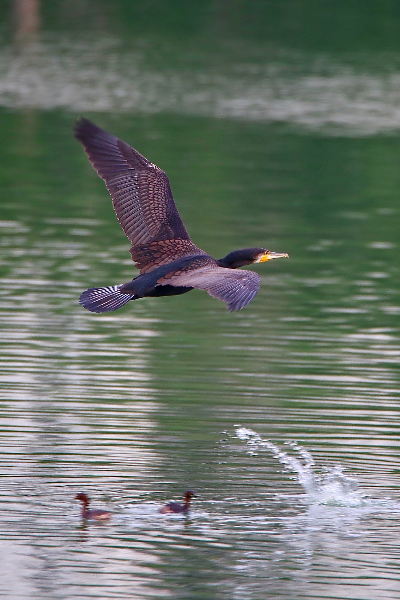 Great Cormorant birds high resolution free