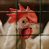 Dân New Zealand mua gà do thiếu hụt trứng nghiêm trọng.