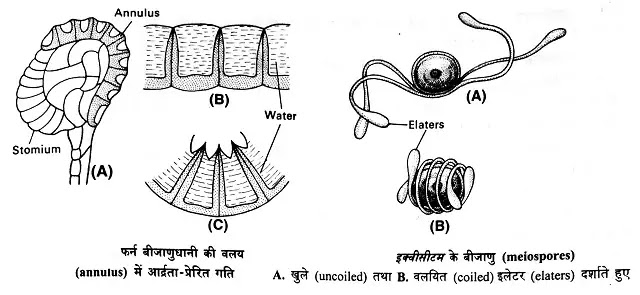 पौधों में वक्रण गतियाँ (curvature movements in plants)|hindi