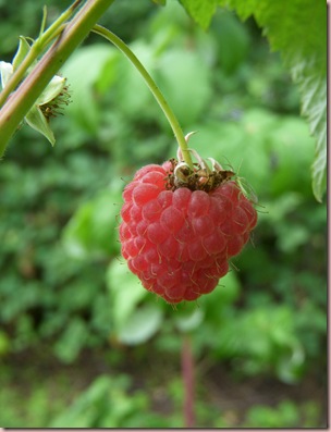DSCN8225