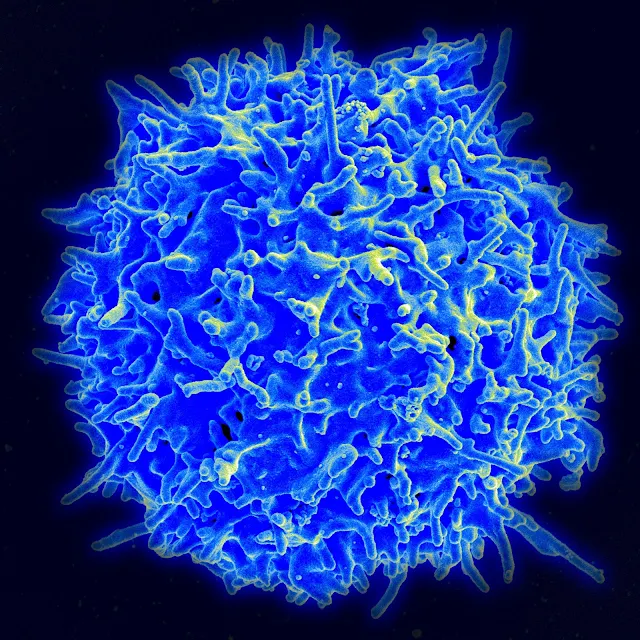 خلايا T-cells