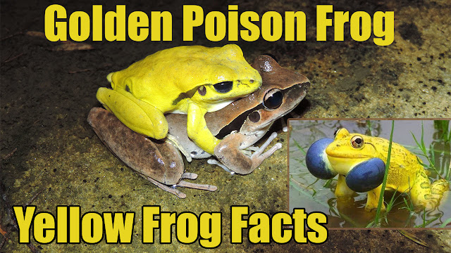 Golden Poison Frog