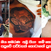 අවසන් ගමන් ගිය හබරණ  අලි පියා  නම් සොඳුරු මිනිසා සිහිවෙන්න පපුවේ පච්චයක් කොටාගත් පුතා නිසල්...