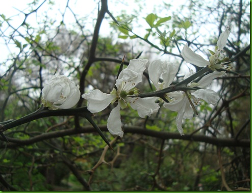 Citrus trifoliata