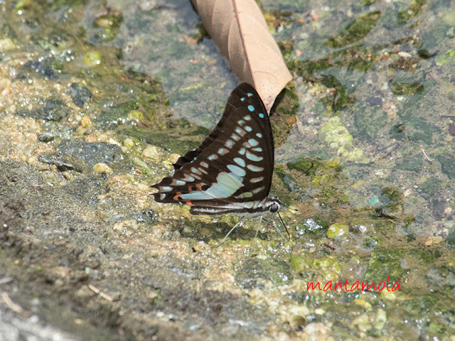 Blue Jay (Graphium evemon eventus)