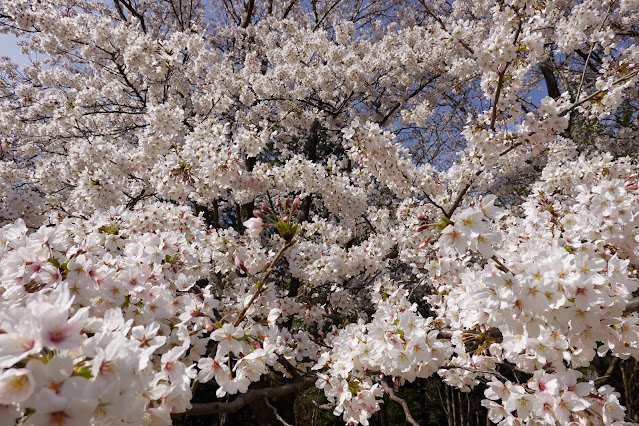 鳥取県西伯郡南部町鶴田 とっとり花回廊 芝生け広場 ソメイヨシノ（染井吉野）