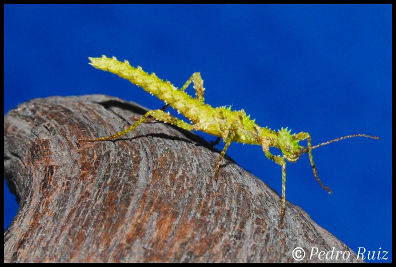 Ninfa L1 de Trachyaretaon sp. "Negros", 1,5 cm de longitud