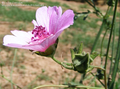 http://www.biodiversidadvirtual.org/herbarium/Althaea-cannabina-L.-img172548.html