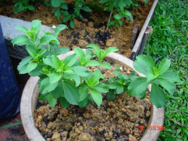Pengedar Pokok Stevia Produk November 2009