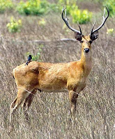 Hard Ground Barasingha Kanha