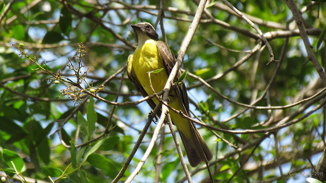 Social Flycatcher Myiozetetes similis Bentevizinho-de-penacho-vermelho Benteveo mediano