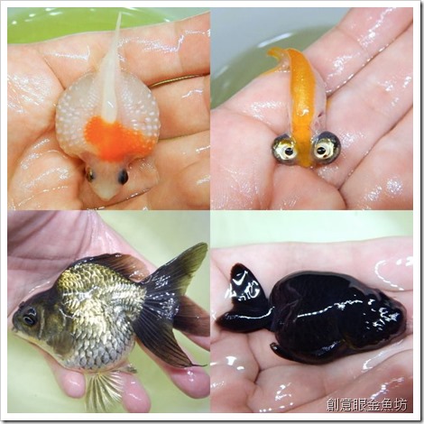 創意眼金魚坊 專營精緻金魚 特殊金魚 買金魚 找金魚 賣金魚請來專業金魚水族館 金魚專賣店 金魚專門店 歡迎有開店時間現場參觀 進魚快訊 新進魚隻種類 價格15 8 7