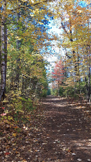 A path through the woods