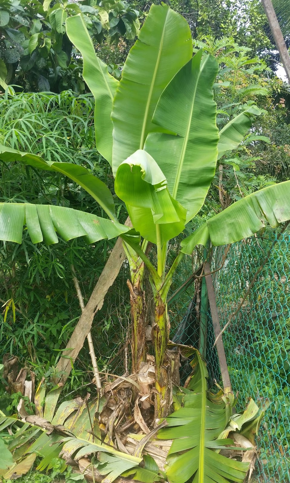 Warisan Petani Tanaman Pisang 6 Pokok Pisang Berangan