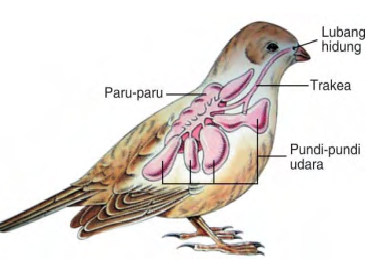 deden darma blog PERNAPASAN  BURUNG