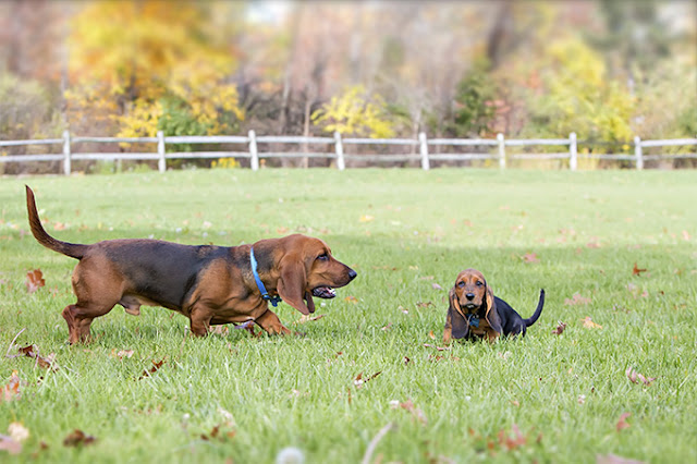 all-dog-breed-names-and-picture