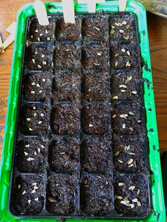 seed spring