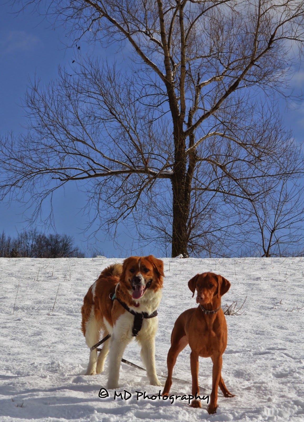 Bongo and Candy on the Snow  ❅