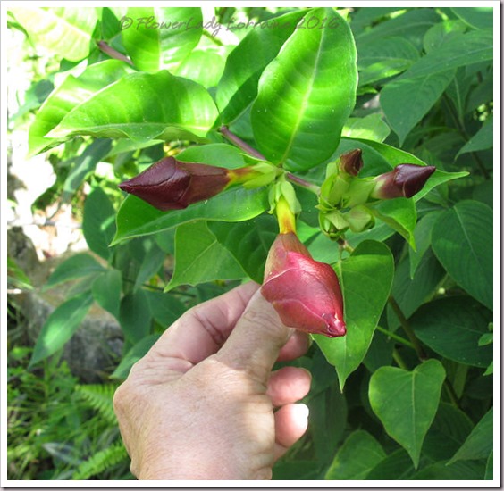 09-10-alamanda-buds
