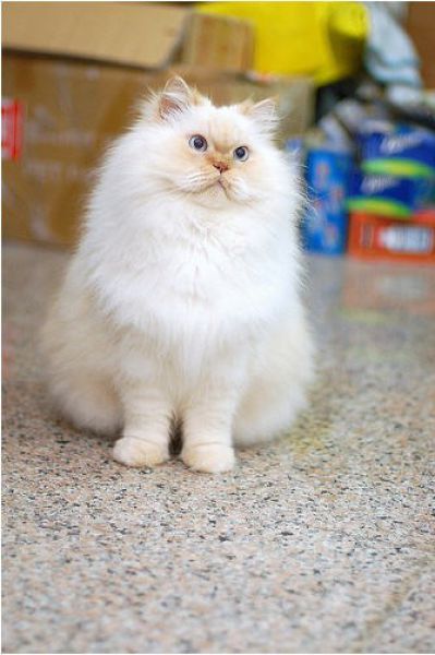 Cute & Funny Himalayan Cats