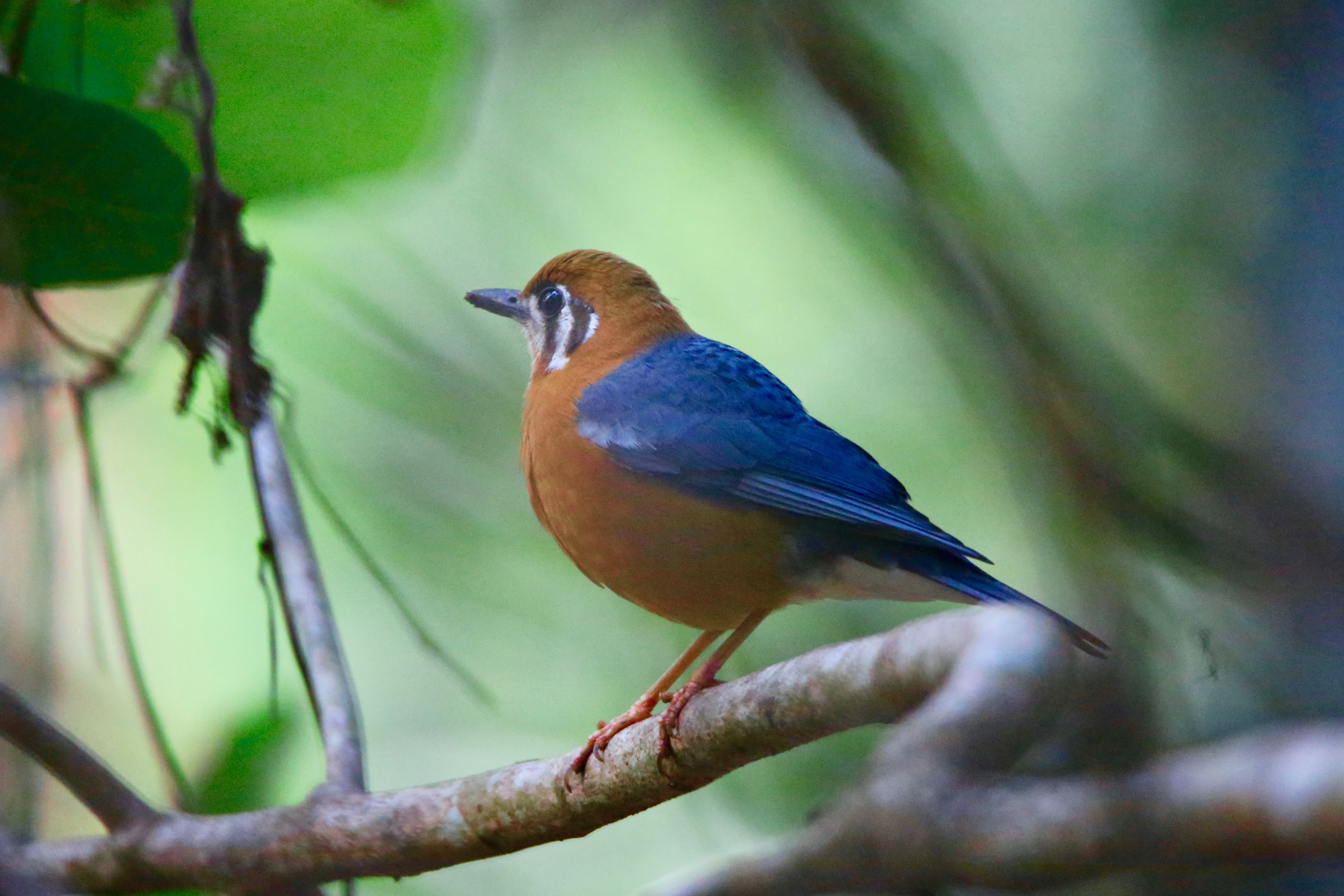 Orange-headed Thrush, birds of India