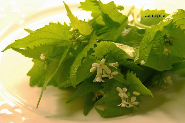 czosnaczek pospolity przepis, alliaria petiolata, kanapki z czosnaczkiem, garlic mustard