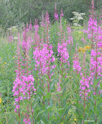 fireweed