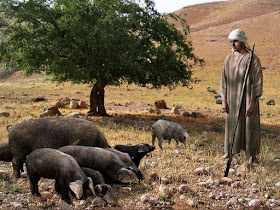 Prodigal son with pigs