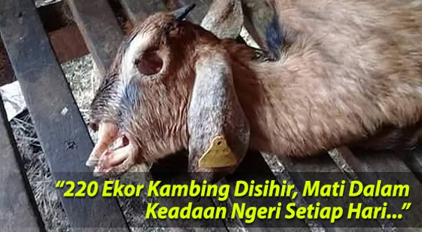  Gambar 220 Ekor Kambing Disihir Mati Dalam Keadaan 