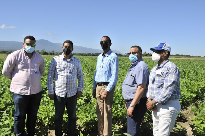 Gobierno dispone más de 50 millones de pesos financiados a tasa cero para siembra habichuelas en San Juan 