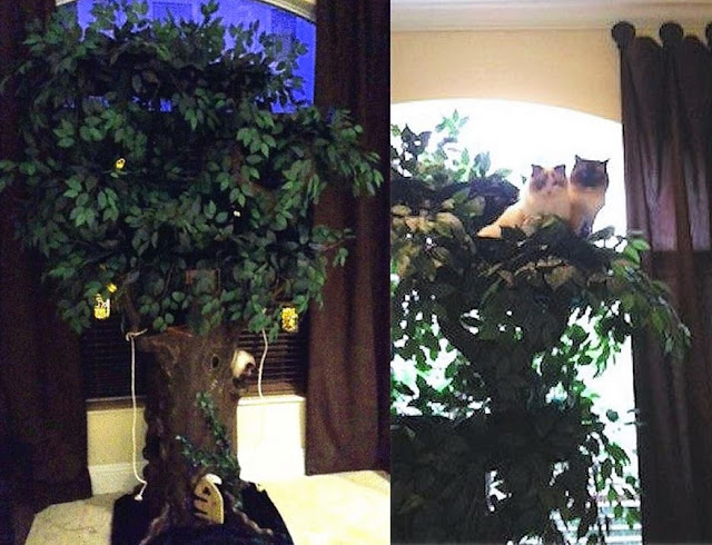  Tall Cat Trees