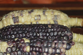 The first purple corn bred in Australia