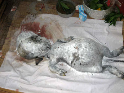 Human Baby  Born on In The Form Of A Ritual  The Local Residents Pour Baby Powder Onto The