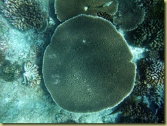 Plate Coral