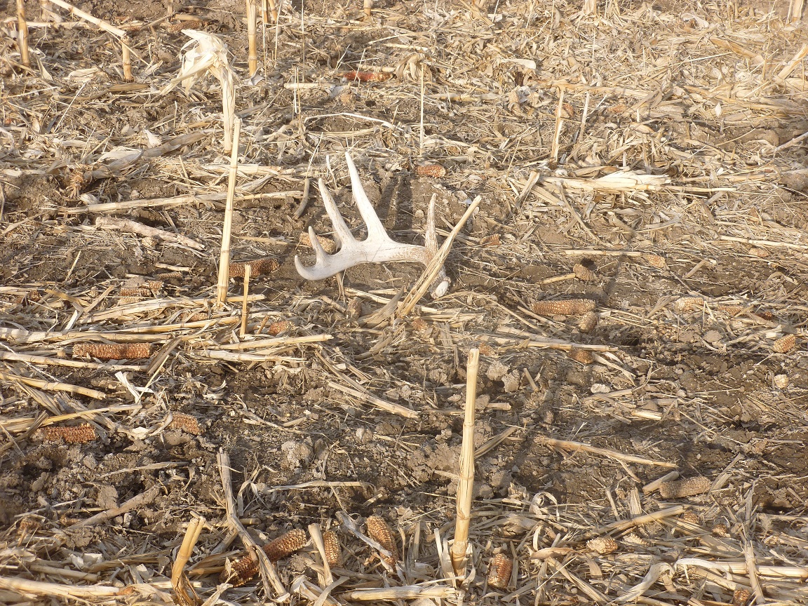 Heads Up Decoy: Spring Time: A Season for Shed Antlers and Longbeards