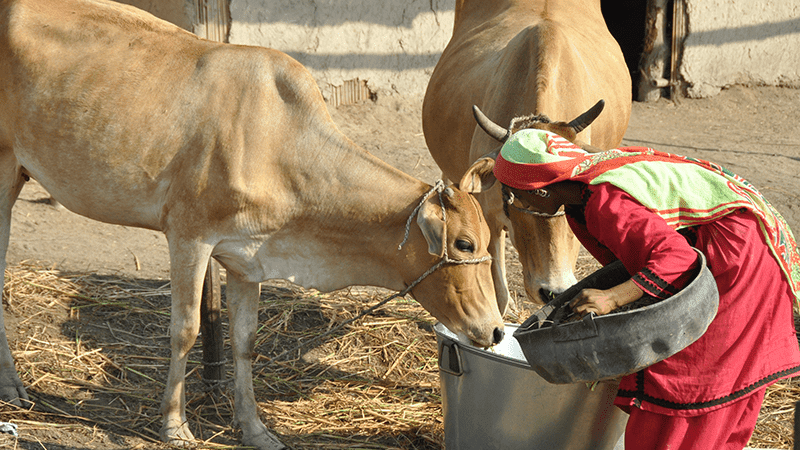 Crop Cultivation On Problem Soils In Pakistan