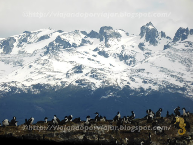 P.N: Ushuaia - Pinguinos antárticos (Argentina)