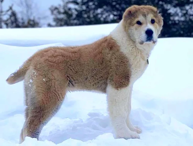 An imposing Alabai dog with a thick coat, standing proudly. This ancient breed is known for its commanding presence and rich history as a Central Asian Shepherd.