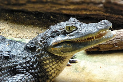 Caiman facts and information