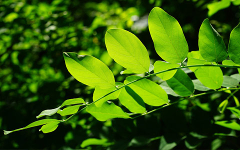 Tree planting in location with full sun exposure